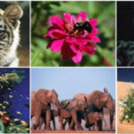 Биологическое разнообразие горных экосистем Ирана